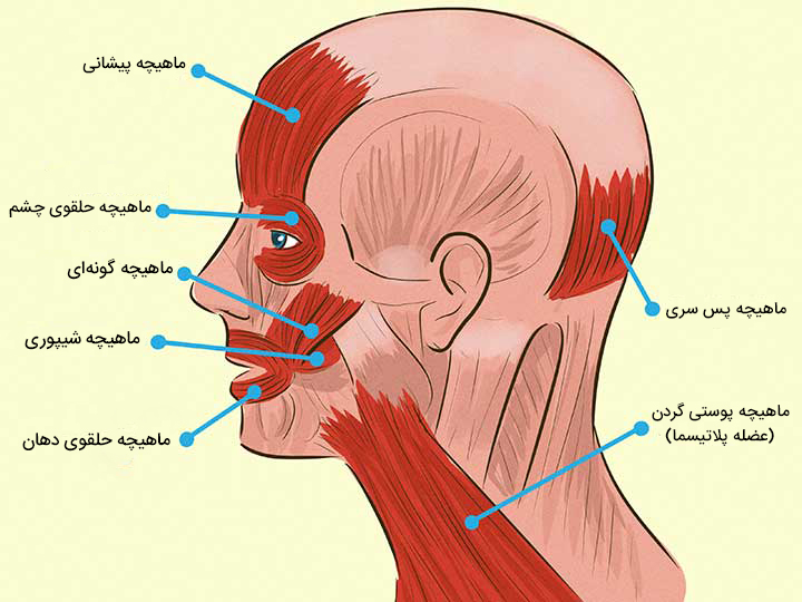ماساژ برای سر درد یا ماهیچه های سر و صورت