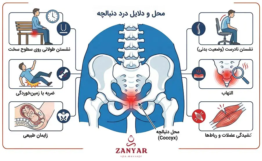 دنبالچه کجاست و چرا درد میگیرد؟