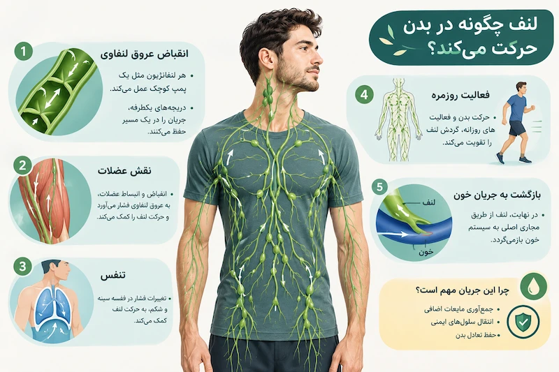 لنف چگونه در بدن حرکت می کند؟