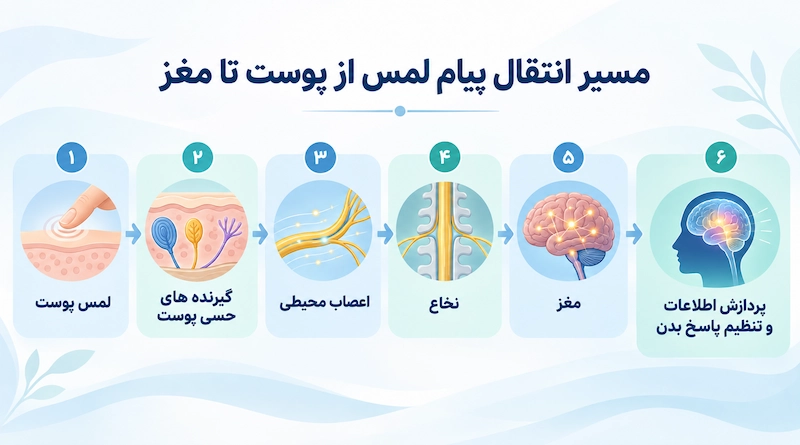 مسیر انتقال پیام لمس از پوست تا مغز و نقش گیرنده های حسی، اعصاب محیطی، نخاع و مغز در پردازش اطلاعات