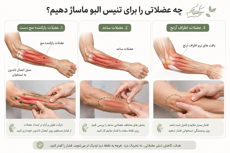 چه عضلاتی را برای تنیس البو ماساژ دهیم؟