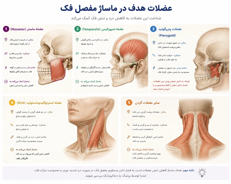 عضلات هدف در ماساژ فک